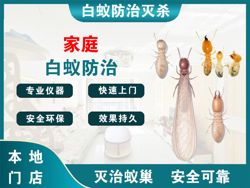 钱塘区家庭白蚁防治