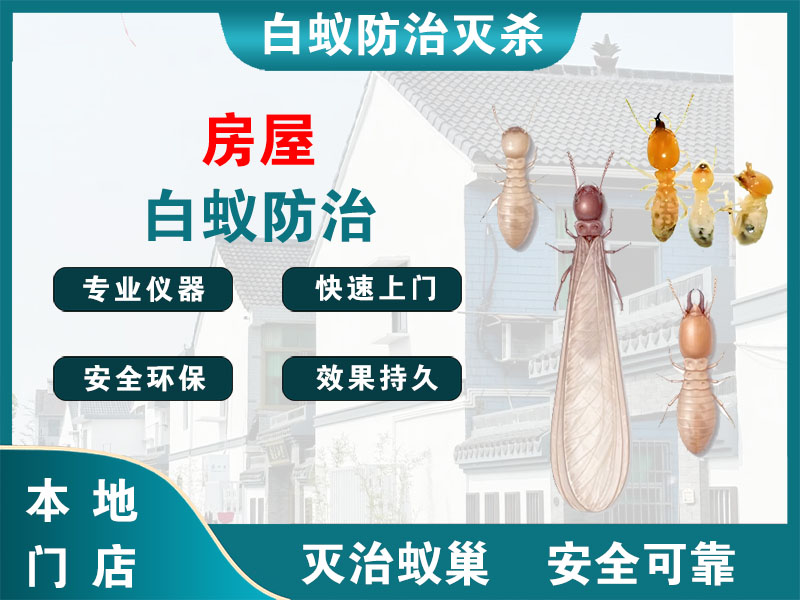 钱塘区房屋白蚁防治